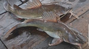 Ikan Baung