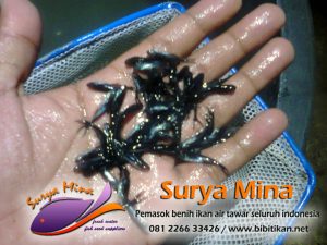 Jual Bibit Patin